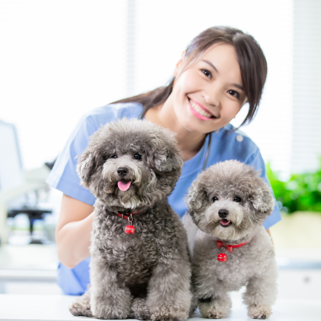 Auxiliar Veterinário e Pet Shop – Interativo